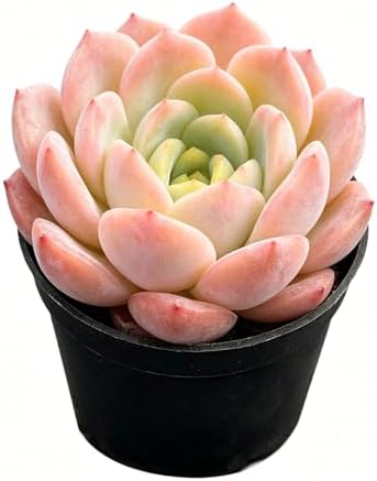 Sprout N Green Echeveria 'Star Mark', Live Succulent Plant - Image 2
