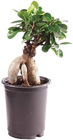 Brussel's Bonsai - Small Ficus Live Bonsai Tree, Potted Indoor Plant by BrusselsBonsai