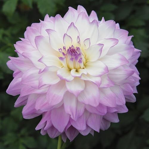 200+ PCS Mix Dahlia Seeds Flowers Compound Petals Multi-Color Beautiful Annual Outdoor Garden Potted Plants Non-GMO Dahlia for Planting Dahlia Pinnata Seeds - Image 5