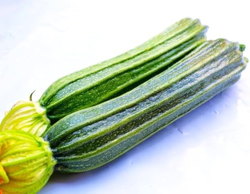 Costata Romanesco Zucchini Seeds - 20+ Count - for 2026 Planting Ribbed Italian Striped Roman Summer Squash Heirloom Courgette Garden Vegetable Grow Your Own Home Farm Patio Healthy - Image 7