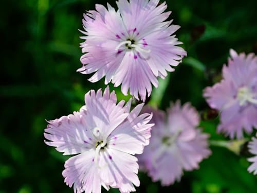 Greenwood Nursery: Live Perennial Plants - Bath's Pink + Dianthus Gratianopolitanus - [Qty: 1x Pint Pot] - (Click for Other Available Plants/Quantities) - Image 2