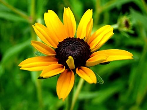 Black Eyed Susan Seeds for Planting, 1 Ounce, Giving You Beautiful Black Eyed Susan Flowers, Non-GMO, Heirloom Seed Varieties… (Pack of 3) - Image 3