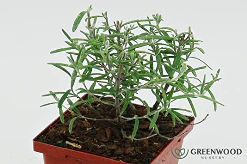 Greenwood Nursery: Live Perennial Plants - ARP Rosemary + Rosmarinus Officinalis - [Qty: 5X 3.5 Pots] - (Click for Other Available Plants/Quantities) - Image 2