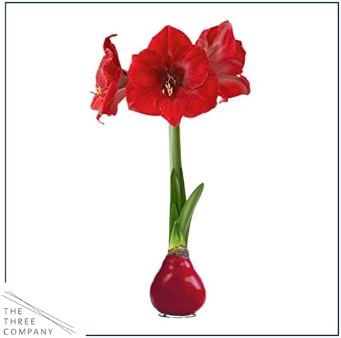 Waxed Amaryllis Bulb - Red Wax, Red Blooms, Christmas Decor - Image 4