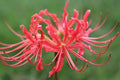 Red Spider Lily Bulbs, Lycoris Radiata, 10 Pack, Texas Grown Heirloom by TheSouthernBulbCo