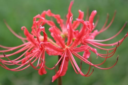 Red Spider Lily Bulbs, Lycoris Radiata, 10 Pack, Texas Grown Heirloom by TheSouthernBulbCo