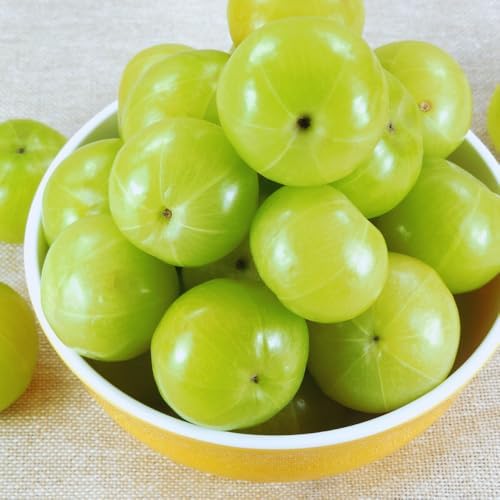 Green Gooseberry Berry Bush Live Plant, Berry Plant, 5-10 Inch Tall - Image 5