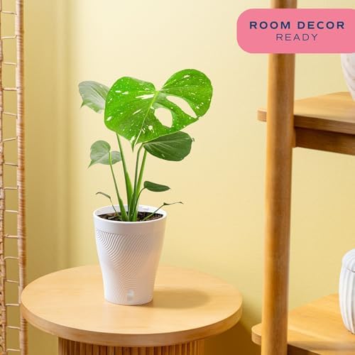 Costa Farms Thai Constellation Monstera, Live Indoor Plant, Tropical Plant - Image 2