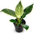 Philodendron Birkin Live Plant - 4" Pot Indoor Air Purifying Houseplant by NYCitySucculents