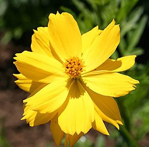 Low Rainfall, Dry Area Wildflower Seed Mix - 13 Varieties of Annuals and Perennials - Image 5