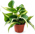 Philodendron Rio Live Plant - Variegated Tropical Indoor Houseplant by NYCitySucculents