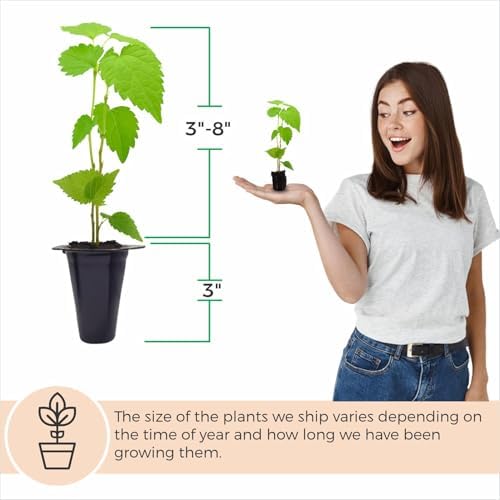 Mulberry Dwarf Everbearing Plant (4 Pack) | Real Live Fruit Plants for Sale| Easy to Grow Live Plants for Organic Gardens | Ideal for Home Gardens, Organic Landscaping, and Indoor or Outdoor Planting. - Image 4