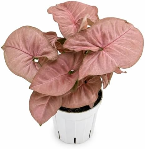 Syngonium Strawberry Live Plant, Pink Syngonium Indoor Plant, Live Houseplant, Easy Care Low Maintenance Plant, Indoor Plants for Home Decor and Room Decor by Unknown