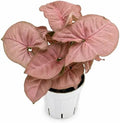 Syngonium Strawberry Live Plant, Pink Syngonium Indoor Plant, Live Houseplant, Easy Care Low Maintenance Plant, Indoor Plants for Home Decor and Room Decor by Unknown