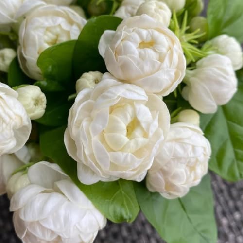 2 Grand Duke Jasmine Live Plants, Fragrant Flowering Shrubs, 4-6" Tall - Image 2