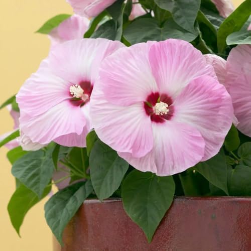 Bicolor Hibiscus Flower Live Plant, Large Bloom Shrub, 5-8'' Tall - Image 5