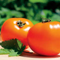Park Seed Variety of Tomato Seeds, Planting Vegetables, Easy to Grow, Non-GMO, Perfect for Harvesting, Chef's Choice Orange Hybrid, Pack of 30 by ParkSeed