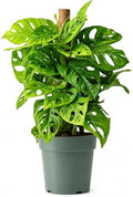 American Plant Exchange Monstera Adansonii – Live 6-Inch Pot Swiss Cheese Totem Pole, Trained Climbing Vine, Easy-Care Air Purifying Houseplant for Home, Office & Garden Décor by AmericanPlantExchange