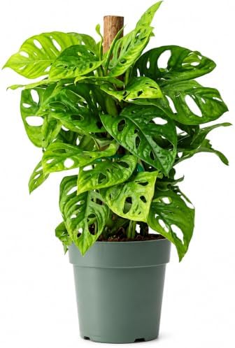 American Plant Exchange Monstera Adansonii – Live 6-Inch Pot Swiss Cheese Totem Pole, Trained Climbing Vine, Easy-Care Air Purifying Houseplant for Home, Office & Garden Décor by AmericanPlantExchange
