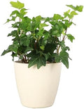 Live Hahn's Green Ivy Plant, Vining Indoor Plant, 4" Pot by ThorsensGreenhouse
