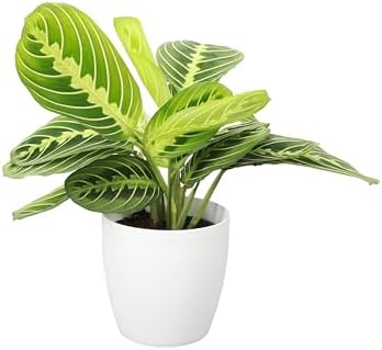 Live Lemon Lime Prayer Plant, Pet Friendly, Easy to Grow, 4" Pot by ThorsensGreenhouse