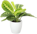 Live Lemon Lime Prayer Plant, Pet Friendly, Easy to Grow, 4" Pot by ThorsensGreenhouse