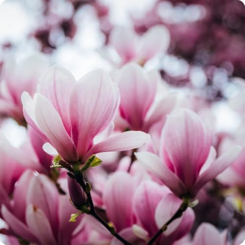 10+ Perennial Mix Magnolia Flower Seeds for Planting Outdoors -Magnolia Trees Plants Seed Ornamental Fragrant Tree Garden,Non-GMO Heirloom for Home Outdoor Garden - Image 2