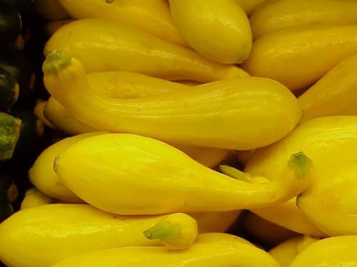 50+ Crookneck Heirloom Squash Seeds by Ohio+Heirloom+Seeds