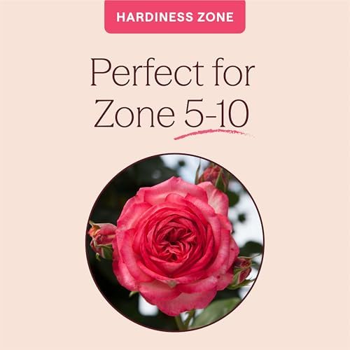 Heirloom Climbing Roses, Live Own Root Plant, Antique - Image 5