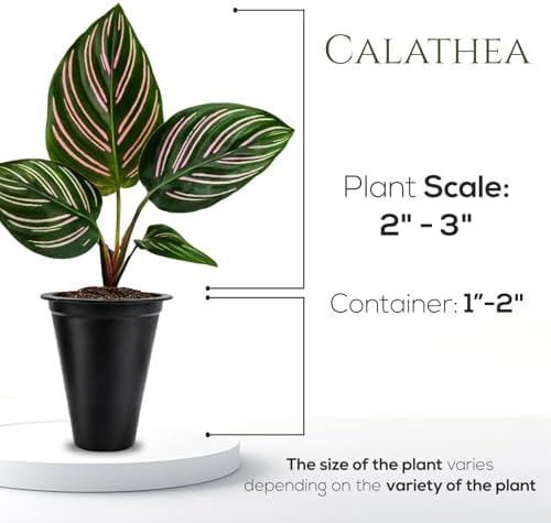Calathea Collection (4 Pack) Live Plants - Prayer Plants, Air Purifying Plant Indoor, Easy Plants Live Houseplants, Perfect for Home, Room, or Office Decor, Real Plants Indoor/Outdoor - Image 5
