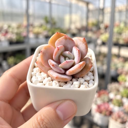 Echeveria 'Milk Tea' Bare Root Succulent Live Plant 1.5-2 Inch 3 Plant Set - Image 2