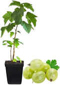 Sweet Gooseberry Plant Live, Home Garden Berry Bush, 5-9" Tall, Cold Hardy by HILROQG