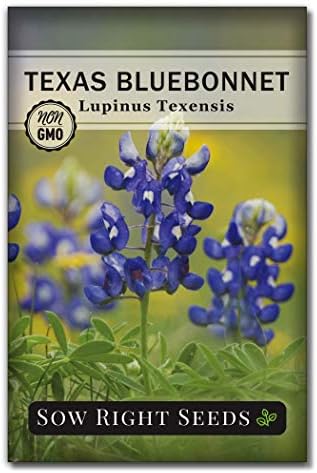Sow Right Seeds - Texas Bluebonnet Seed for Planting Wildflower Garden by SowRightSeeds