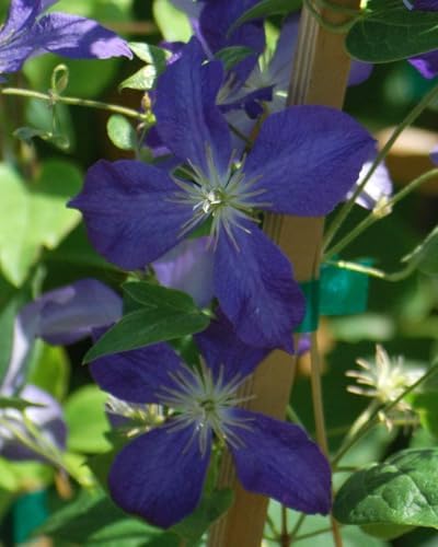 Perennial Farm Clematis 'Jackmanii' Hybrid – Live Flowering Vine in 4 Quart Container, Large Deep Purple Blooms, Vigorous Grower, Long Blooming, Ideal for Trellises, Fences & Garden Arches - Image 2