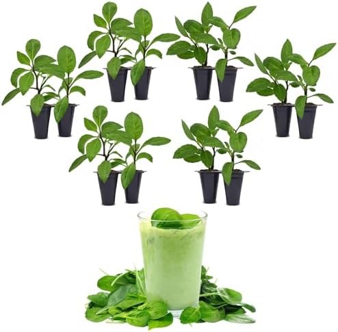 Longevity Spinach Plant (12 Plants) by FamPlants