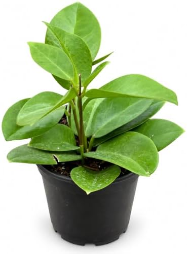 Hoya Skinneriana Live Plant | Hoya Cuttings Starter Plants by NYCitySucculents