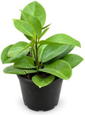 Hoya Skinneriana Live Plant | Hoya Cuttings Starter Plants by NYCitySucculents
