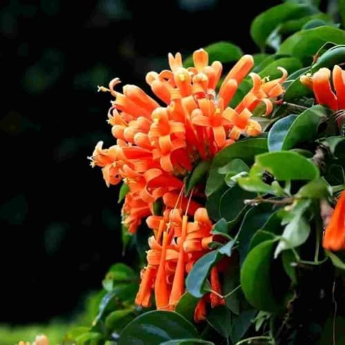 100 Count Pyrostegia Venusta Flower Seeds Firecracker Cigar Plant - Perennial Fast Climbing Vine, Long Flowering Season, Suitable for Home Gardens & Patios - Image 3