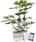 Chicago Hardy Fig - Includes Planting Kit (1 Gallon (2-Pack)) by FlorasMarket