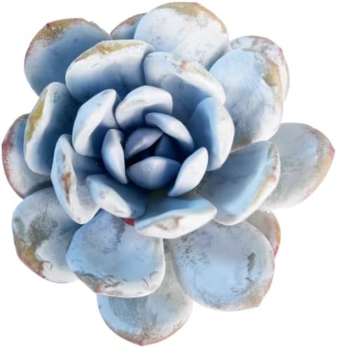 3 PCS Echeveria 'Laui' Live Succulent Plant 2-2.5", Bare Root Succulent, No Pot or Soil, Powdered Rosette Indoor Plant for Decorative Planters, Succulent Collections, Rock Gardens & Home Decor by THEONEBLOOM