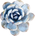 3 PCS Echeveria 'Laui' Live Succulent Plant 2-2.5", Bare Root Succulent, No Pot or Soil, Powdered Rosette Indoor Plant for Decorative Planters, Succulent Collections, Rock Gardens & Home Decor by THEONEBLOOM