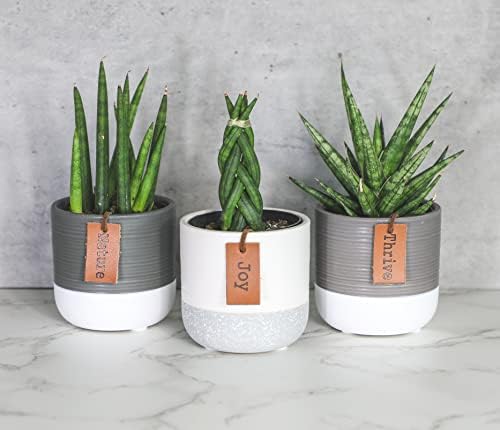 Snake Plant Live House Plants Indoors Live (3 Pack), Succulent Plants Live Houseplants, Gardening Gifts for Plant Lovers, Potting Soil Planters for Indoor Plants, Plant Lover Gifts by Plants for Pets - Image 2