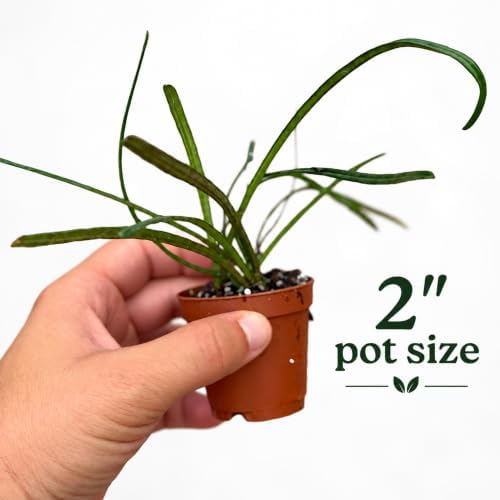 Hoya Insularis Live Plant | Hoya Cuttings Starter Plants | - Image 2