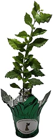 Sapphire Showers Sky Flower - Duranta repens - Live Plant - Pigeon Berry Golden Dew Drop - Purple Flower - Emerald Goddess Gardens - Starter Sz 4 Inch Pot - Image 3