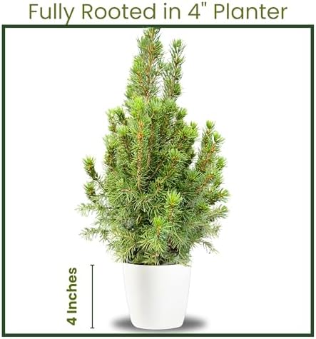 Live Alberta Spruce Tree - Perfect Christmas Decorations - Tabletop Decor, Easy to Grow Air Purifying Indoor House Plants - Live Tree Plant For Home, Office & Giftable (18" Height)(Heat Pack Included) - Image 2