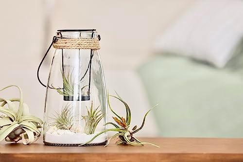 Air Plant Low Light House Plants Box (8PK), Easy Pet Friendly Houseplants - Image 5