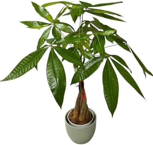 Money Tree Live Plant | 14-22 Inches Tall Bonsai | Easy to Grow Indoor Houseplant | Home, Office, or Room Decor | Birthday, Housewarming Gift (Sage) - Image 4