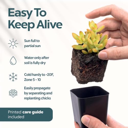 Mountain Crest Gardens Live Succulent Plant Bulk Assortment | 25 Mini Potted Succulents in 2 Inch Pots | Assorted Live Plants for Wedding Favors, DIY Crafts, Gifts, Centerpieces and Home Decor - Image 5