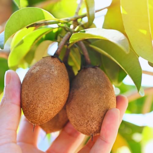Sapodilla Tree Live Plant, 4-6 Inc, Sweet Fruit Plant Outdoor - Image 4