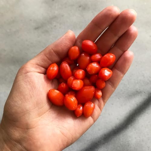 2 Goji Berry Trees Live Plants, Perennial Berry Plant, 6-8 Inch Tall - Image 6